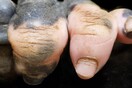 Ο γορίλας με τα «ανθρώπινα» χέρια - Τα δάχτυλα της Anaka έγιναν viral