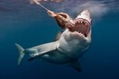 Λευκός καρχαρίας σκότωσε γυναίκα στο Μέιν - Η πρώτη καταγραφή θανάσιμης επίθεσης στην περιοχή