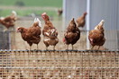 Βέλγιο: Οι κότες έγιναν «μόδα» εν μέσω καραντίνας- Εκτοξεύθηκαν οι πωλήσεις
