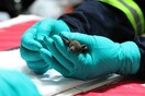 Το εργαστήριο στη Γουχάν δηλώνει πως είχε τρεις κορωνοϊούς νυχτερίδων, αλλά όχι αυτόν