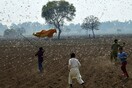 Οι ακρίδες καταβροχθίζουν καλλιέργειες και τρόφιμα στο Πακιστάν