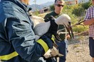 Λαμία: Έσωσαν πελαργό που έπεσε από τη φωλιά του