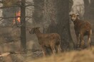 Αυστραλία: Θα θάψουν μαζικά σε λάκκους χιλιάδες νεκρά ζώα και κάνουν ευθανασία σε όσα δεν μπορούν να διασωθούν