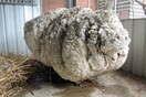 Πέθανε ο Κρις, το πρόβατο που έγινε διάσημο για τον τεράστιο όγκο μαλλιού που κουβαλούσε