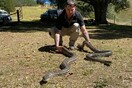 Αυστραλία: Γύρισε στο σπίτι και βρήκε 2 τεράστια φίδια- Έπεσαν από το ταβάνι