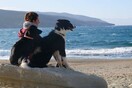 10 νέες φωτογραφίες απ' τα τέλεια ζώα των αναγνωστών μας #293