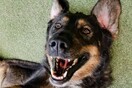 10 νέες φωτογραφίες απ' τα τέλεια ζώα των αναγνωστών μας #113