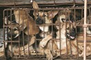 Η πρώτη πόλη της Κίνας που μόλις απαγόρευσε το κρέας σκύλου και γάτας