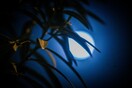 Ροζ υπερπανσέληνος: Εικόνες νυχτερινής μαγείας εν μέσω πανδημίας