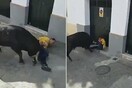 Ταύρος σκότωσε άντρα σε φεστιβάλ στην Ισπανία - Βίντεο κατέγραψε το τραγικό συμβάν