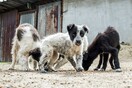 Μια αγκαλιά αγάπης για τα αδέσποτα ζωάκια