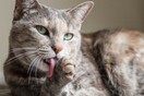 Γάτες: Αυτές οι χαδιάρες «δολοφόνοι»