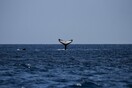 Οι φάλαινες αλλάζουν το «τραγούδι» τους όταν ετοιμάζονται να μεταναστεύσουν
