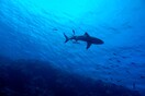 Φλόριντα: Έγκυος γυναίκα έπεσε στο νερό, έσωσε τον σύζυγό της έπειτα από επίθεση καρχαρία
