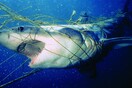Χιλιάδες καρχαρίες μπορεί να σφαγιαστούν για το εμβόλιο του κορωνοϊού, υποστηρίζουν οικολόγοι