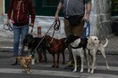 Lockdown - Βόλτα με κατοικίδιο: Τι συμβουλεύουν οι κτηνίατροι για την προστασία των ζώων