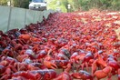 Εκατομμύρια καβούρια έκλεισαν (ξανά) τους δρόμους στο Νησί των Χριστουγέννων