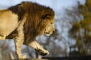 Ερευνητής αντιμετώπισε λιοντάρι με «όπλο» ένα sleeping bag- Πώς τον έσωσαν οι συνάδελφοί του