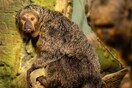 Μαϊμούδες έδειξαν να προτιμούν ήχους της πόλης και όχι της φύσης- Το πείραμα σε ζωολογικό κήπο
