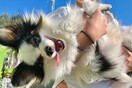 10 νέες φωτογραφίες απ' τα τέλεια ζώα των αναγνωστών μας #482