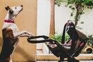 10 νέες φωτογραφίες απ' τα τέλεια ζώα των αναγνωστών μας #446