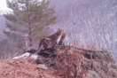 Κάμερα απαθανατίζει σπάνια εικόνα με λεοπάρδαλη Αμούρ με τα μικρά της [BINTEO]