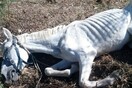 Η δεύτερη ευκαιρία της Ιόλης - Εικόνες πριν και αφού την ανέλαβε ο Ελληνικός Σύλλογος Προστασίας Ιπποειδών