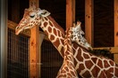 April the giraffe, who went viral with 2017 birth, is dead