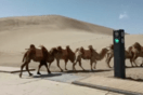 Το «πρώτο στον κόσμο» φανάρι για καμήλες εγκαινιάστηκε στην Κίνα 