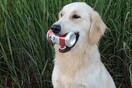 Εταιρία έφτιαξε μπίρα για σκύλους και ζητάει τετράποδο «δοκιμαστή» με μισθό 20.000 δολάρια