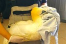 Μία Σούλα, το μεγαλύτερο θαλασσοπούλι της Ευρώπης, βρέθηκε τραυματισμένη στη Θεσσαλονίκη