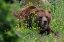 Αρκούδα επιτέθηκε και χτύπησε μέχρι θανάτου οδηγό πάρκου στην Μοντάνα