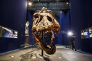 Tyrannosaurus rex walked surprisingly slowly, new study finds