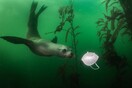 seal mask