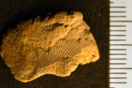 Ένα δακτυλικό αποτύπωμα 5.000 ετών βρέθηκε σε πήλινο θραύσμα στη Σκωτία
