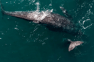 Γκρίζα φάλαινα εθεάθη για πρώτη φορά στις ακτές της Γαλλίας στη Μεσόγειο 