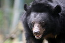 Γυναίκα στο Κολοράντο νεκρή από σπάνια επίθεση μαύρης αρκούδας 