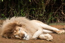 Θετικά στον κορονοϊό για «πρώτη φορά στην Ινδία» οκτώ λιοντάρια σε ζωολογικό πάρκο