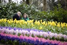 Στο Keukenhof φυτεύονται κάθε χρόνο 7 εκατομμύρια λουλούδια και ζουν για μόλις δυο μήνες