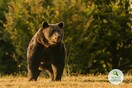 Liechtenstein prince accused of shooting Romania’s largest bear τη μεγαλύτερη αρκούδα της Ρουμανίας «και ίσως της Ευρώπης» 