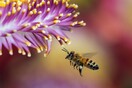 Ολλανδία: Επιστήμονες εκπαιδεύουν μέλισσες να ανιχνεύουν τον κορωνοϊό 