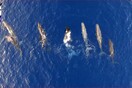 Το αποτυχημένο «φλερτ» μιας μεσογειακής φάλαινας και η οργισμένη αντίδρασή της: Ένα υπέροχο βίντεο από το Ιόνιο 