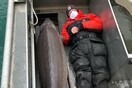 Ντιτρόιτ: Βρήκαν ψάρι «γίγας» στο ποτάμι, εκτιμάται ότι είναι 100 ετών
