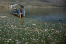 Μυστήριο σε λίμνη του Λιβάνου: Τόνοι από νεκρά ψάρια ξεβράζονται στις όχθες της 