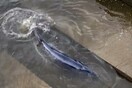 Φάλαινα εγκλωβίστηκε σε υδατοφράκτη του Τάμεση 
