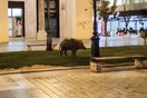 Θεσσαλονίκη: Αιχμαλωτίστηκε αγριογούρουνο που είχε βρεθεί στην πλατεία Αριστοτέλους