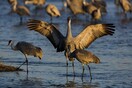 Cranes: Flying giant returning to Ireland after 300 years