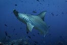 Οι καρχαρίες χρησιμοποιούν το μαγνητικό πεδίο της Γης σαν «GPS προσανατολισμού» υποστηρίζει νέα έρευνα 