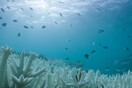 Scientists launch tool to detect bleaching of coral reefs in near real time