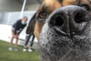 Your Next Covid-19 Test Could Be a Dog’s Sniff